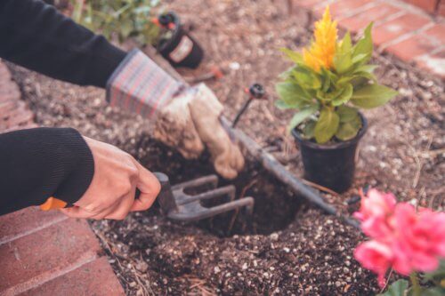 gardening during spring