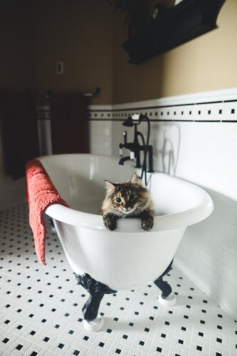 cat inside a enameled bathtub