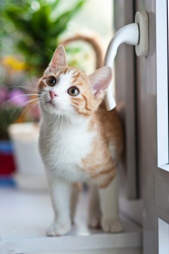 cat next to door handle